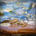 Verighete tradițional spirituale Ceata Îngerească, COD 1/4, aur 14 kt, colecția Festin