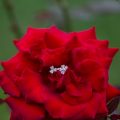 Inel reglabil în formă de floare, din aur galben de 14 kt, cu zirconii, model IPI 060